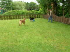 Hundeurlaub im Garten