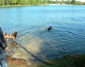 Hundeurlaub am See