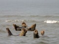 Seehunde
