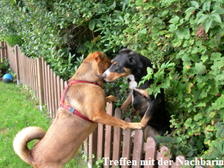 Hundeurlaub mit der Nachbarin
