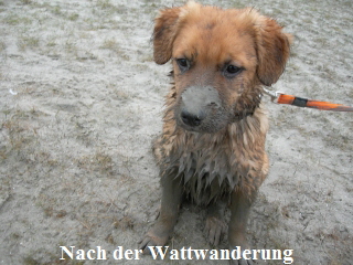 Wattwanderung